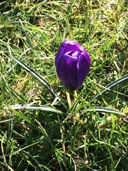 Crocus vernus