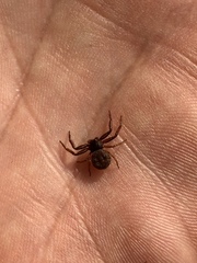 Coriarachne depressa