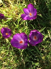 Crocus vernus