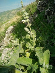 Salvia dominica