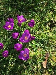 Crocus vernus