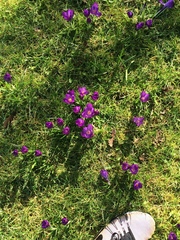 Crocus vernus