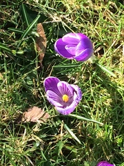 Crocus vernus