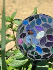 Phidippus cardinalis