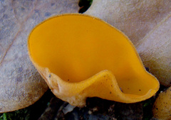 Pseudaleuria fibrillosa