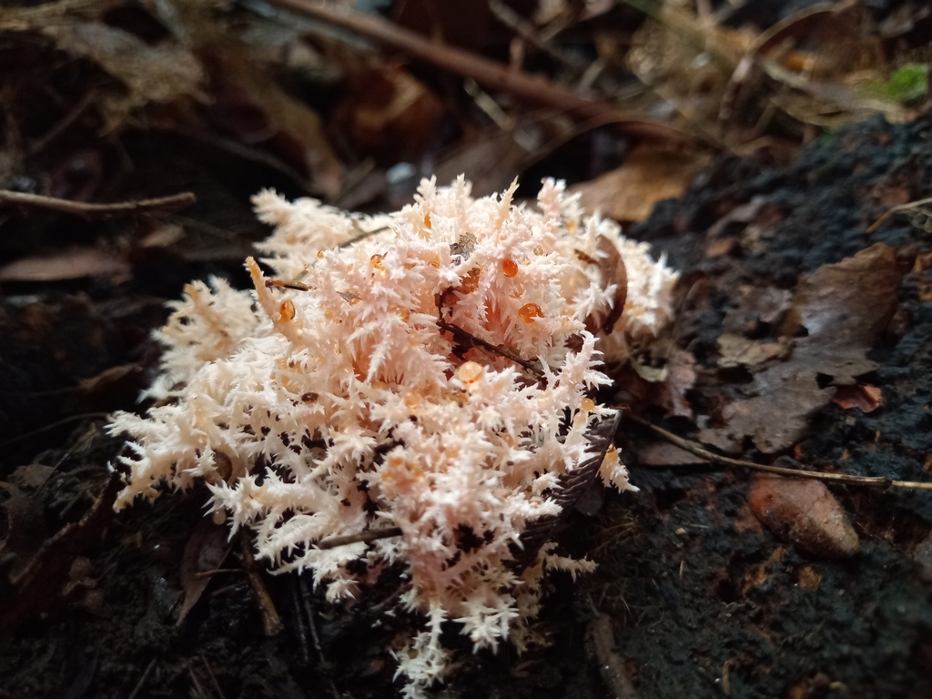 Hericium coralloides · June 2021 · photo: © soldemarmaulina (iNaturalist, cc-by)