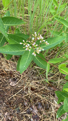 Apocynum × floribundum