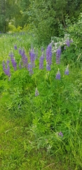 Lupinus polyphyllus