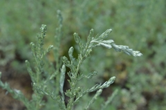 Artemisia austriaca