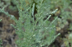 Artemisia austriaca