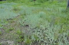 Artemisia austriaca