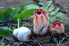 Colus hirudinosus