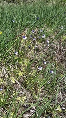 Pinguicula leptoceras