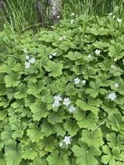 Anemonastrum baicalense
