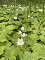 Anemonastrum baicalense