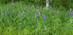 Lupinus polyphyllus