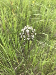Allium decipiens