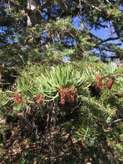 Arceuthobium douglasii