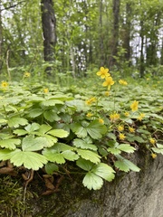 Waldsteinia ternata