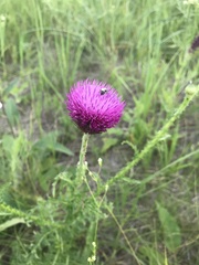 Carduus hamulosus