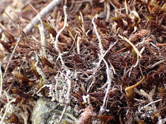 Cladonia verruculosa