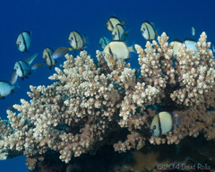 Dascyllus reticulatus