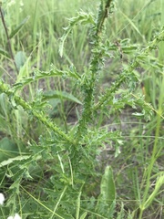 Carduus hamulosus