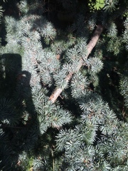 Pinaceae