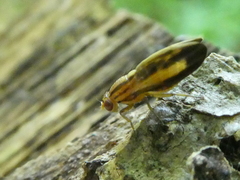 Peplomyza discoidea