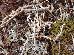 Cladonia verruculosa
