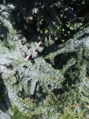 Pinaceae