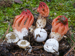 Colus hirudinosus