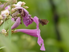 Cymaenes tripunctus theogenis