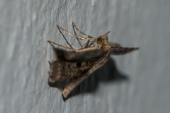 Picrostomastis inductalis