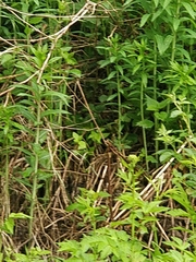 Impatiens glandulifera
