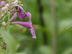 Cymaenes tripunctus theogenis