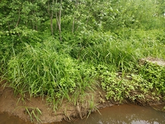 Impatiens glandulifera