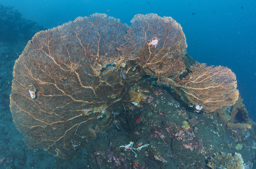 Sea Fan