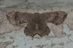 Dysaethria quadricaudata