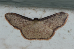 Idaea craspedota