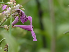 Cymaenes tripunctus theogenis