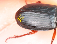 Harpalus rubripes