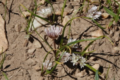 Allium brandegeei