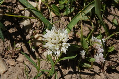 Allium brandegeei