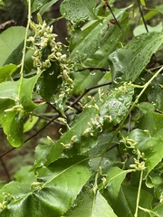 Eriophyes cerasicrumena