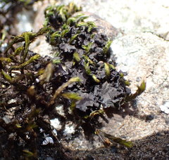 Scytinium subaridum