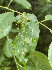 Eriophyes cerasicrumena