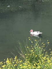 Cairina moschata domestica