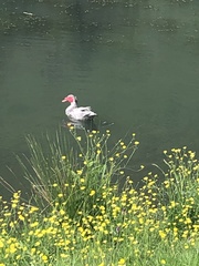 Cairina moschata domestica
