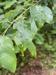 Eriophyes cerasicrumena